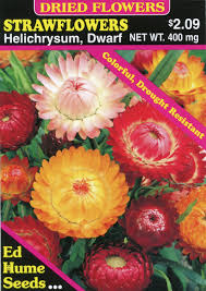 Image result for Helichrysum