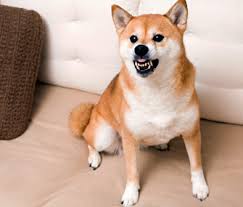 How to calm an aggressive dog by yourselves and solve other frustating dog problem easily Aggression In Dogs