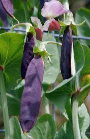 An heirloom grown by the carruthers family in county down, northern ireland, for almost 40 years. Peas Purple Podded Seeds Vegetable Seed Pea And Snowpea