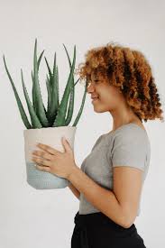 This will hydrate the plant and minimize the shock of transferring it into new soil. How To Repot A Plant Popsugar Home