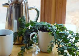 Using Coffee Grounds In The Garden Hgtv