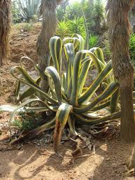 Europas größter botanischer garten ist im südosten von mallorca gelegen und der ideale ort um ruhe historische einblicke in das leben auf mallorca, tiere zum streicheln, traumhafter garten. Bloggmaus Botanicactus