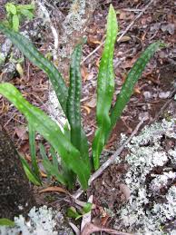 Image result for Lepisorus