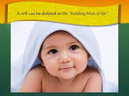 We did not find results for: Animal Plant Cells Lo To Be Able To Prepare Slides For Viewing Under The Light Microscope Can Label Plant And Animal Cell Structures And Describe Their Ppt Download