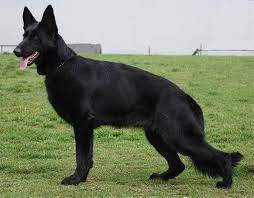 Welcome to cher car kennels! German Shepherds Daytona Florida Akc German Shepherd Puppies Florida German Shepherd Puppies Shepherd S Meadow