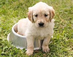 Check Out New Work On My Behance Profile Stephanie Taunton Hesperia Zoo Dog Grooming Video Http Be Puppy Dog Images Cute Names For Dogs Golden Retriever