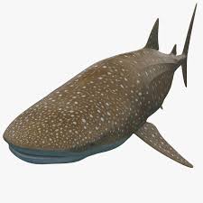 Whale Shark 3d Model Ad Whale Shark Model In 2020 Whale Shark Whale Shark