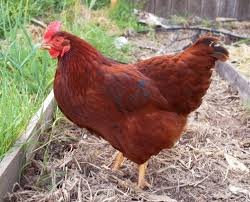 4,321 likes · 68 talking about this. Savvy Housekeeping A Year Of Owning Chickens Road Island Red Chickens Rhode Island Red Chickens Chickens Backyard