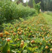Image result for Spilanthes costata