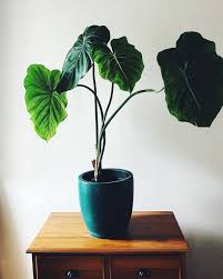 Philodendron Pastazanum Indoor Plants Plants Hanging Plants Indoor
