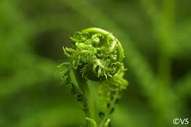 Image result for Cycnium filicalyx