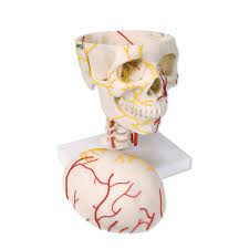 3.2 out of 5 stars 36. Human Skull Model Plastic Skull Model Neurovascular Skull Model