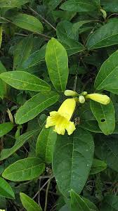 Image result for Adenocalymma