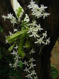 Image result for Mystacidium tanganyikense