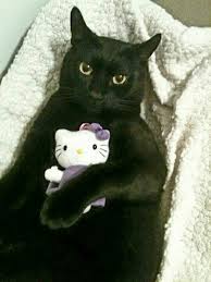 Siyah Kedi Black Cat Guzel Kediler Kedi Hayvan