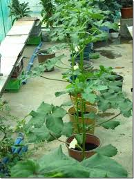 Growing Okra A K A Ladies Finger In Container