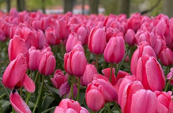 Tulip pink