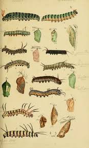 Caterpillar And Chrysalis Plate From A Catalogue Of The
