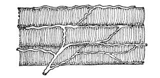 There are four classical muscles of mastication. The Project Gutenberg Ebook Of Structure And Functions Of The Body By Annette Fiske