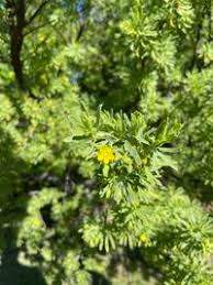 Image result for Surianaceae