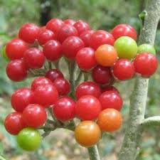 Image result for Solanum giganteum