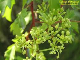 Image result for Cissus faucicola