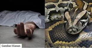 Gambar ular sawa pemangsa gambar foto ular senduk besar. Gambar Ular Sawa