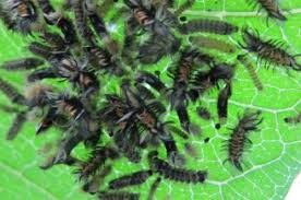 How to get rid of tussock moth caterpillars. Milkweed Menagerie Friends Of The Mississippi River