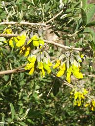 Image result for Fagaropsis