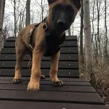 Puppy Growth Chart Falco Berger Malinois Male