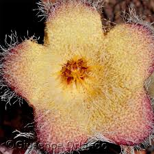 Image result for Tridentea marientalensis