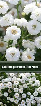Achillea Ptarmica The Pearl Achillea Plants Summer Flowers