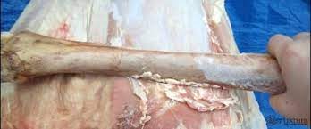 Leather Tanning: The Tanning Process Explained - Bestleather.org