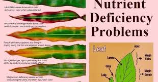 Helpful Chart To Identify Deficiency Problems In Plants