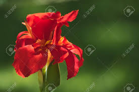 Maybe you would like to learn more about one of these? Close Up Of A Beautiful Red Indian Shot Flowers Canna Indica In A South American Garden Gentle Movements Under The Summer Breeze Stock Photo Picture And Royalty Free Image Image 119669147