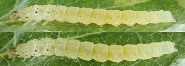 Image result for Altenia scriptella