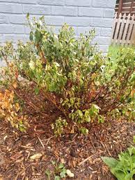 Ask A Question Forum Dying Azaleas Garden Org