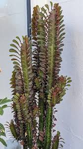 Image result for Euphorbia kilwana