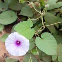Image result for Ipomoea involucrata