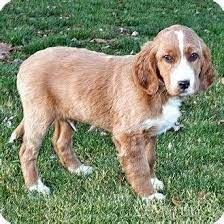 Golden Retriever English Setter Mix Puppy For Sale In Howell Michigan Golden Retriever English Golden Retrievers English Setter Puppies
