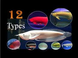 12 Types Of Ikan Arowana Fish Information And Names Part 1