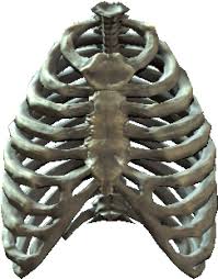 Brustkorb, skelett, grau, heart it heart, ribcage png. Download Hd Rib Cage Skeleton In Cage Png Transparent Png Image Nicepng Com