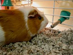 behavior essentials the guinea pig lafebervet