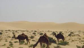 Camels can go for a long time without food and water, which is how they survive in deserts! Precious Camel Milk A Resource Unappreciated Among Policy Makers In Pakistan By Prof Dr Abdul Raziq Kakar Linkedin