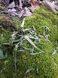 Image result for Blechnum attenuatum