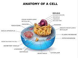 By separating the large dna blueprints in the nucleus, certain parts of the blueprint can be utilized to create different cell types from the same set of instructions. Eukaryotic Cell The Definitive Guide Biology Dictionary