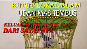 Maybe you would like to learn more about one of these? Perkutut Lokal Alam Udan Mas Misteri Perkutut Lokal Facebook