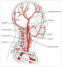 Arteria carotis interna) is located in the inner side of the neck in contrast to the external carotid artery. Reading Systemic Arterial System Submodule 2 3 Cardiovascular And Pulmonary System Arteries Anatomy Human Anatomy And Physiology Anatomy And Physiology