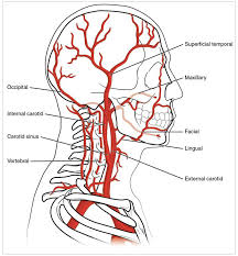 Learn about arteries in the neck with free interactive flashcards. Reading Systemic Arterial System Submodule 2 3 Cardiovascular And Pulmonary System Ana101x Course Arteries Anatomy Anatomy And Physiology Head And Neck