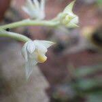 Image result for Polystachya laurentii